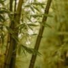 Tres arbustos de rápido crecimiento para el jardín que superan al bambú en todos los aspectos
