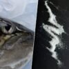 Estamos drogando a los salmones con cocaína y ansiolíticos. Y eso está provocando que se comporten de forma extraña
