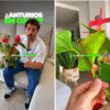 Álvaro Pedrera, experto en plantas: «Estos son los motivos por los que las flores de los anturios no tienen color»