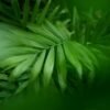 Cómo cuidar la Chamaedorea elegans o palmera de salón, la planta perfecta para principiantes que se puede cultivar en interior o en exterior