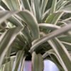 Cómo conseguí que mi planta araña fuera más frondosa con un truco de tres pasos
