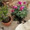 El truco que usan los jardineros para que potenciar la floración de las plantas: el humus de lombriz (y así puedes elaborarlo en casa utilizando desechos de la basura)