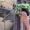 Sinaloa se ha convertido en un lugar tan violento que hasta los animales huyen de allí