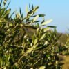 Pensábamos que el sector de aceite de oliva estaba tan roto que los olivareros estaban perdiendo 270 millones de euros. Es más del doble