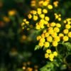 Cuatro plantas que repelan las plagas de babosas en el jardín: ya no serán un problema