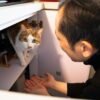 Llevamos toda la vida intentando entender a los animales: Baidu cree tener la clave y lo ha registrado en una nueva patente