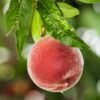 Cómo cultivar un melocotonero para obtener una cosecha rica y abundante cada año