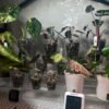 Hay gente cultivando plantas raras en casa y revendiendo sus ‘hijos’ por cientos de euros