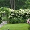 Hortensia trepadora: la planta que dará vida a pérgolas, patios y paredes del jardín con una elegancia única