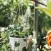 ¿Por la mañana o por la tarde? Esta es la mejor hora para regar las plantas en verano