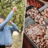 Cada vez es más fácil ver desde la carretera un cultivo que nunca había sido dominante en España: el pistacho