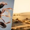 Las nuevas especies de insectos no se descubren en lugares exóticos: acabamos de hallar dos nuevas hormigas en Andalucía