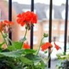 Tres plantas que debes poner en el balcón para repeler a los mosquitos este verano