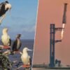 EEUU y SpaceX querían revolucionar la entrega de armas en cualquier parte del mundo. Un pájaro tropical tenía otros planes