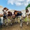 En pleno debate sobre si los zoos tienen sentido, alguien ha tenido una idea en Valladolid: abrir uno solo con vacas