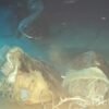 Unos científicos lanzaron una vaca a las profundidades del Mar de China. Descubrieron a ocho invitados inesperados al festín
