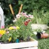 Ni geranios ni pensamientos: estas son las mejores plantas que necesitan poca agua para el verano