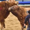 Corea del Sur lleva siglos celebrando sus particulares «corridas de toros». Y ahora se enfrenta al mismo dilema que España