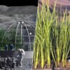 Italia tiene un objetivo: que en la Luna se coma risotto. Y ya investigan un arroz superenano y con más proteínas