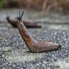 Babosas fuera: estas son las plantas que las espantan y protegen tu jardín
