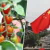 Extremadura se las prometía muy felices con su potente industria del tomate españo. Hasta que llegó China