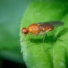 Di adiós a las moscas de la fruta: el truco más sencillo y natural para acabar con estos insectos