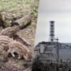 Llevábamos años preguntándonos por qué los jabalís de Chernóbil eran tan radiactivos. La respuesta no estaba en el accidente