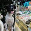 Los españoles comemos cada vez menos pescado. Así que las pescaderías están reciclando su producto… para las mascotas