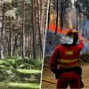 Si la pregunta es cómo blindar el monte a los incendios, en Soria tienen una solución ancestral: suerte de pinos