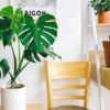 Así se cuida una monstera: la Costilla de Adán es una de las más agradecidas para una casa exuberante