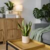 Aldi lanza el sábado una estantería para plantas por menos de 20 euros: ideal para la casa o para la terraza