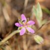 Bonita, de fácil cuidado y anti-mosquitos: esta es la flor que necesitas en tu terraza o jardín
