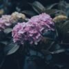 No dejes de hacerle esto a tus hortensias en septiembre para una planta más fuerte en primavera