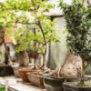 Estos son los árboles de interior más decorativos y con más resistencia capaces de transformar tu hogar