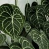 Esta es la planta tropical más original del otoño: una variedad de anturio que llama la atención por sus hojas y es perfecta para principiantes
