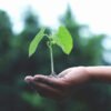 Cuatro plantas que tienes que reproducir antes de terminar septiembre para tener un jardín gratis en primavera