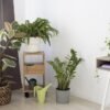 Lidl lanza mañana dos plantas colgantes que darán vida a cualquier rincón o estante de tu casa