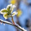Cinco plantas con flores en invierno que sobreviven al frío y tiñen de color tu jardín todo el año