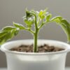 La planta que puede crecer incluso en el envase de un yogur y da frutos durante todo el año