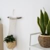 Para qué sirve regar con vinagre la lengua de suegra: los beneficios que aporta a la planta si lo haces con cuidado