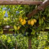 Este experto en plantas avisa: «Si tienes un limonero, nunca hay que dejar crecer estos brotes»