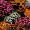 Estas son las ocho flores de otoño que llenan de color y alegría tu jardín