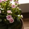 Lidl lanza el lunes tres plantas con flor por menos de 3 euros: son resistentes y perfectas para dar el toque de color a tu casa
