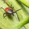 Ni pulgas ni garrapatas: el truco está en tener estas dos plantas en el jardín