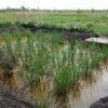 Al arroz español le ha salido competencia en el país más inesperado de Europa: Inglaterra