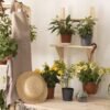 Seis plantas con flor fáciles de cuidar y que florecen casi todo el año