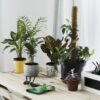 Cuatro plantas de interior que las personas con casas que huelen mal usan para perfumarlas de forma natural